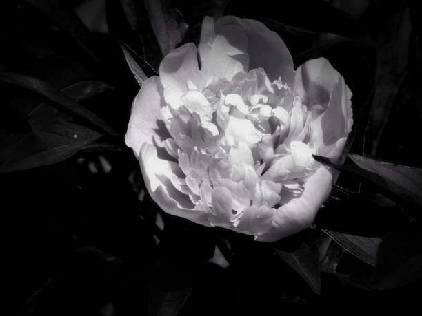 istock Flowers on a black and white photo 1145413570