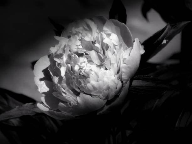 istock Flowers on a black and white photo 1145413572
