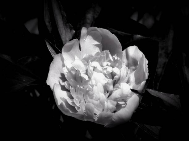 istock Flowers on a black and white photo 1145413573