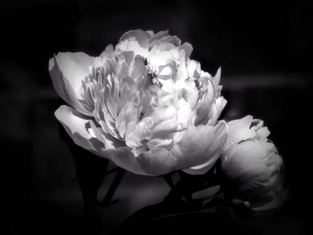 istock Flowers on a black and white photo 1145413576