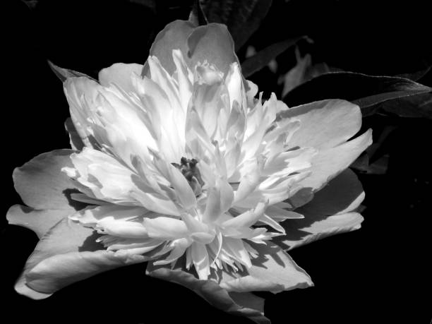 istock Flowers on a black and white photo 1145413578