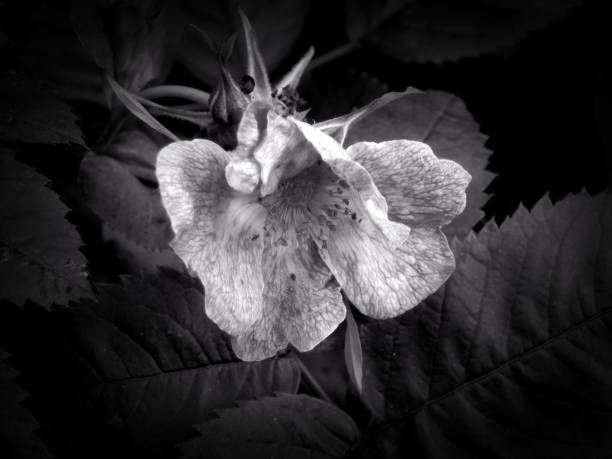 istock Flowers on a black and white photo 1145413583