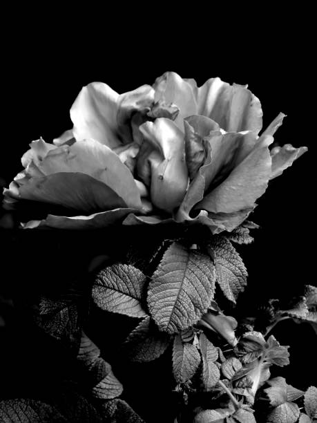istock Flowers on a black and white photo 1145413624