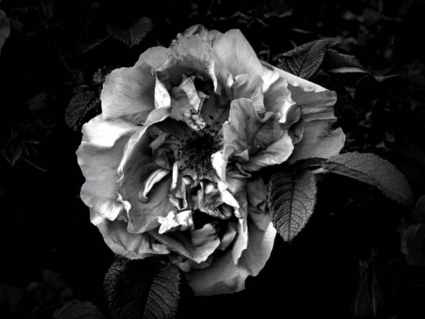 istock Flowers on a black and white photo 1145413625