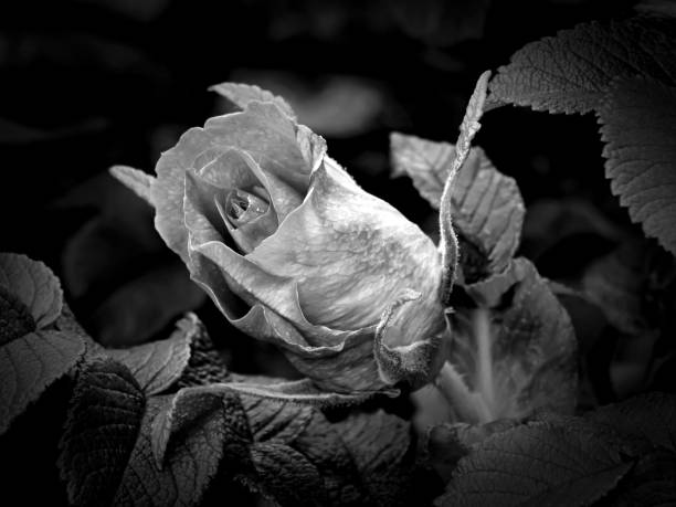 istock Flowers on a black and white photo 1145413633