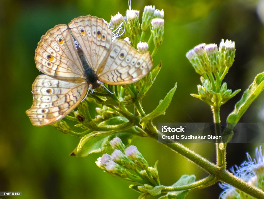 The Grey pansy (Junonia atlites) Grey pansy butterfly on a flower in different position Animal Body Part Stock Photo