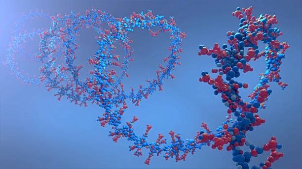 chaîne d’acide riboniclésique à partir de laquelle l’acide désoxyribonucléique ou l’adn est composé-illustration 3d - deoxyribonucleic photos et images de collection