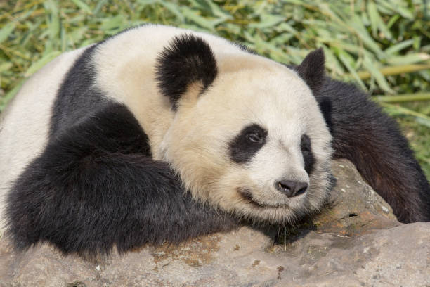 istock Giant Panda. Ailuropoda melanoleuca. 1145414558