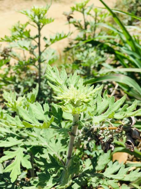 istock Artemisia parviflora (patti) plant 1145414639