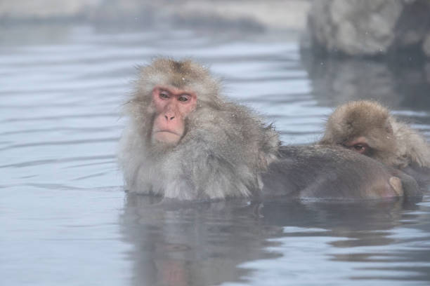 istock Park , monkeys bathing in a natural hot spring at Nagano , Japan 1145415415