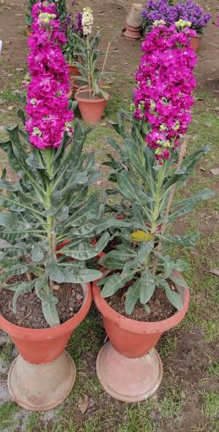 istock Flower Antirrhinum, Snapdragons 1145415524