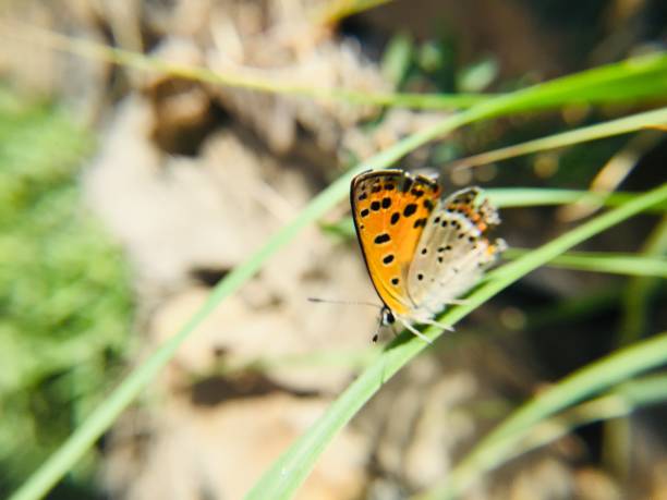 istock Colorful butterfly on  green grass 1145415540