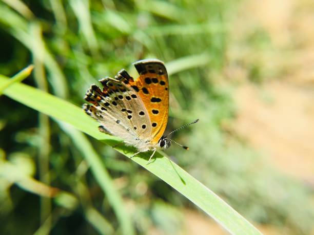 istock Colorful butterfly on  green grass 1145415569