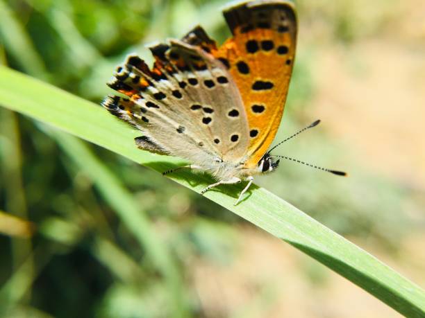 istock Colorful butterfly on  green grass 1145415603