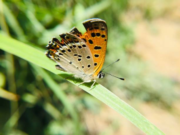 istock Colorful butterfly on  green grass 1145415608