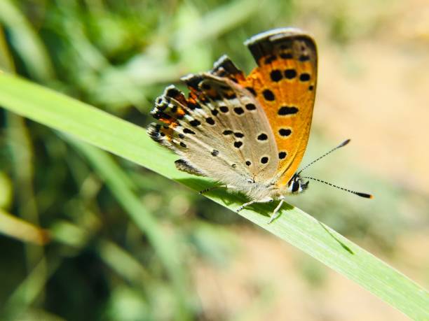 istock Colorful butterfly on  green grass 1145415623