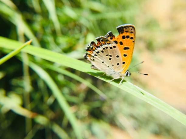 Colorful butterfly on  green grass
