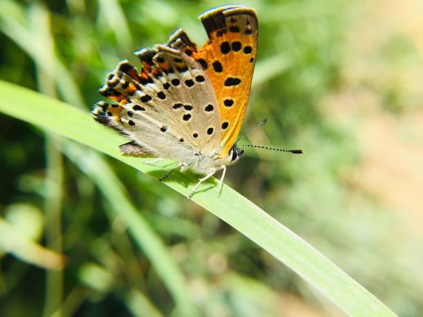 istock Colorful butterfly on  green grass 1145415633
