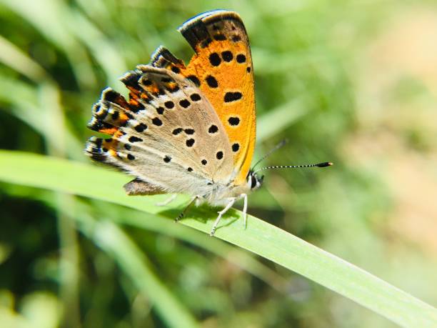 istock Colorful butterfly on  green grass 1145415644