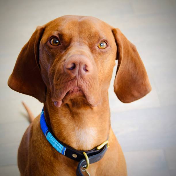 istock Hungarian Vizsla Dog 1145416443