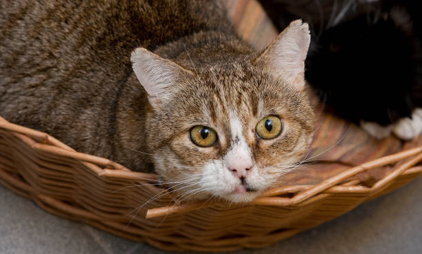 istock Sad cat in the animal shelter 1145416622