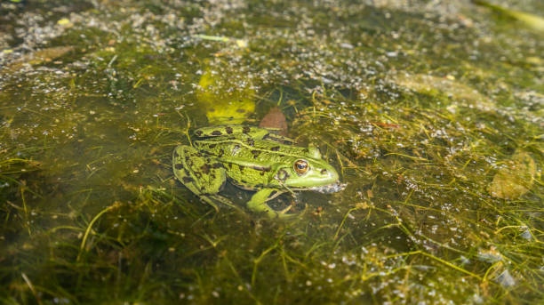 istock Edible frog, common water frog or green frog -  (Pelophylax esculentus or Pelophylax kl. esculentus) 1145416623