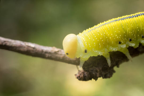 istock Green caterpillar with a black spots, wooden background. 1145416644