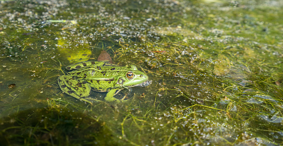 American bullfrog (Lithobates catesbeianus) floating in a shallow garden pond in Connecticut, summer. Note the play of light in the bottom of the pond. This effect is known as caustic light.