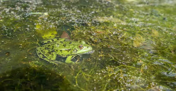 Photo of Edible frog, common water frog or green frog -  (Pelophylax esculentus or Pelophylax kl. esculentus)