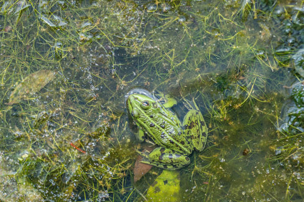 istock Edible frog, common water frog or green frog -  (Pelophylax esculentus or Pelophylax kl. esculentus) 1145416693