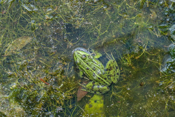 istock Edible frog, common water frog or green frog -  (Pelophylax esculentus or Pelophylax kl. esculentus) 1145416695