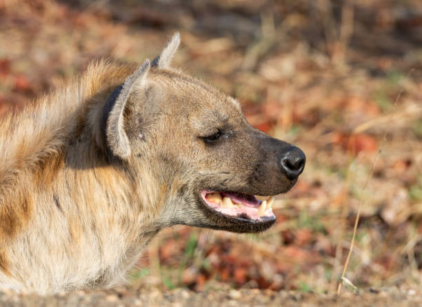 istock Female Spotted Hyena 1145417580