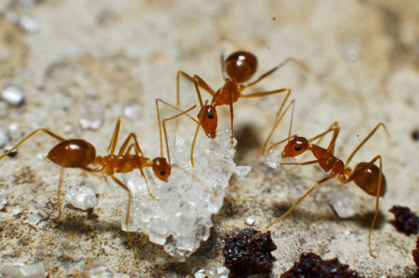 istock Transparent brown ants with 2 antennas on the head 1145417728