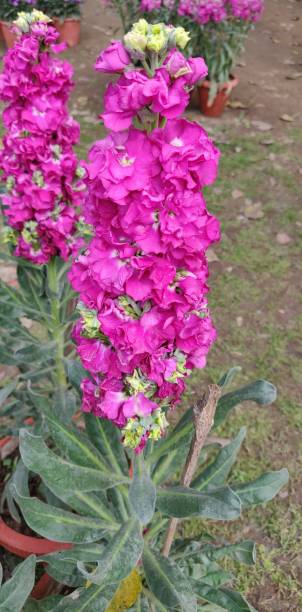 istock Flower Antirrhinum, Snapdragons 1145417747