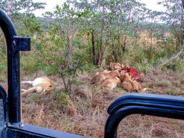 istock Wild African Lion eating a freshly killed Buffalo 1145418941
