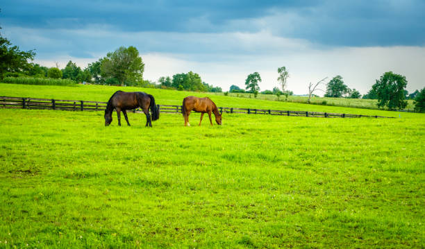 istock Horses on a pasture in Kentucky 1145419026