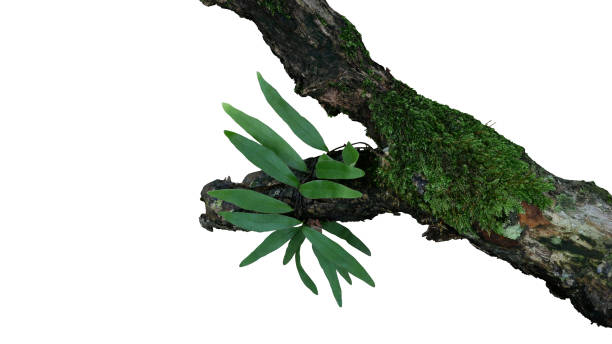 les feuilles vertes épiphytes fougère et mousses poussent sur la vieille branche d’arbre de jungle patinée dans la forêt tropicale isolée sur le bacground blanc, chemin de découpage inclus. - tree branch tree trunk leaf photos et images de collection