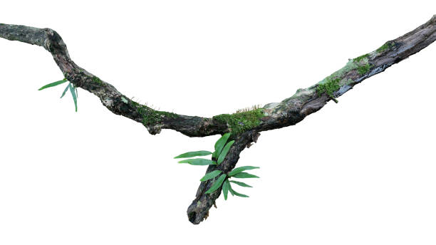 Photo of Tropical moist forest epiphytes (fern, moss and lichen) grow on old weathered jungle tree branch isolated on white bacground, clipping path included.