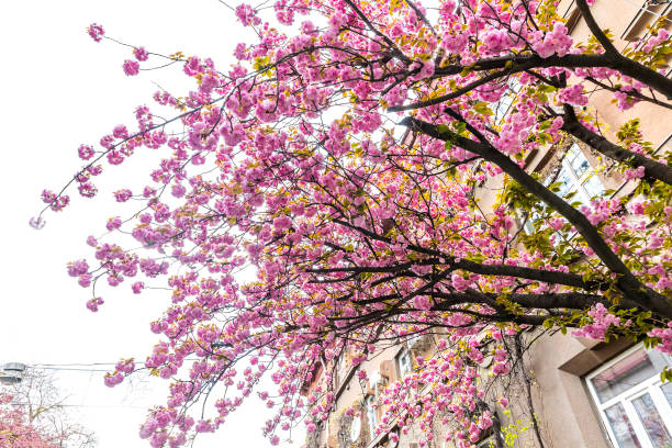 istock Branch of blossoming pink sakura tree 1145419280
