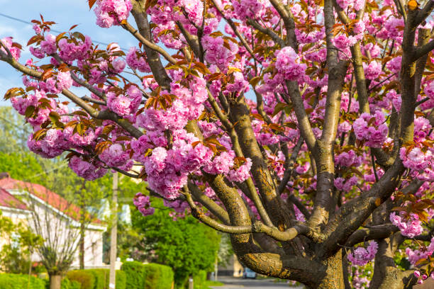 istock Branch of blossoming pink sakura tree 1145419291