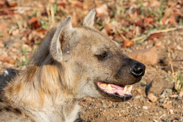 istock Female Spotted Hyena 1145419380
