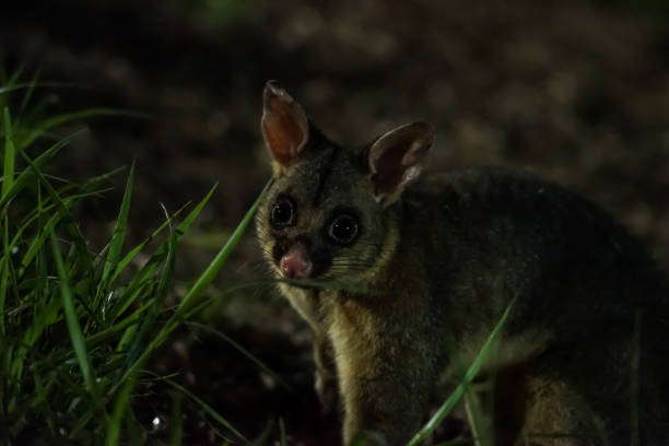 istock Brushtail possum in the dark 1145419470