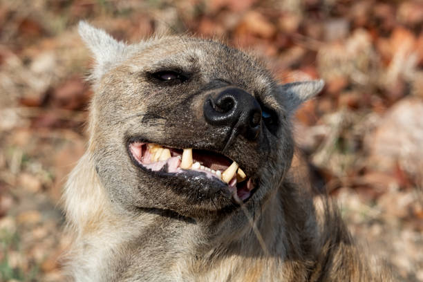 istock Female Spotted Hyena 1145420187