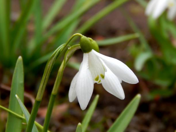 istock Spring flowers of snowdrops in the snow 1145420523