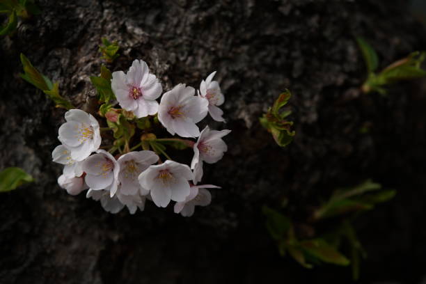 istock Cherry 'Somei-yoshino' 1145420597