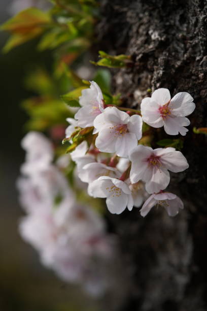 istock Cherry 'Somei-yoshino' 1145420602