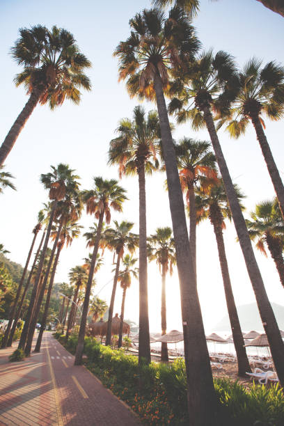 istock Palm trees on the beautiful sunset background 1145422282