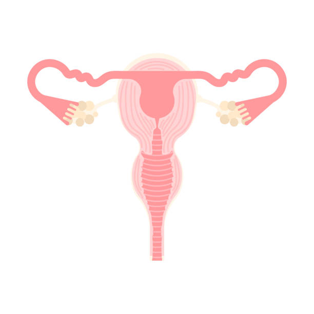 istock female reproductive system, internal organs anatomy body part nervous system 1145423344