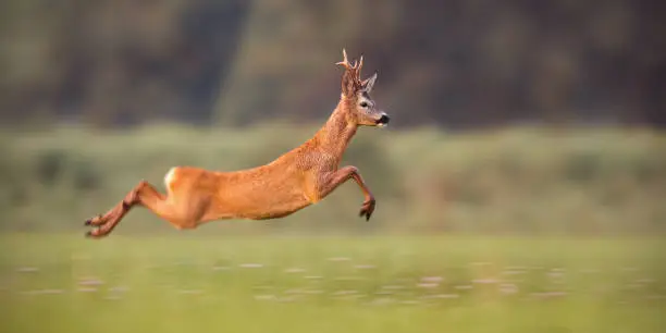 Roe deer buck, capreolus capreolus, sprinting fast in summer. Wild animal running. Energetic movement of deer in wilderness with copy space.
