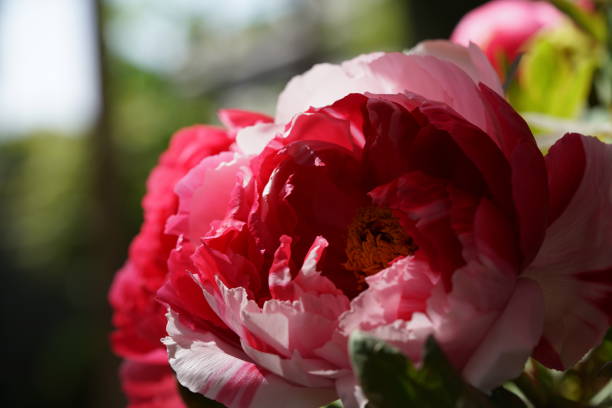 istock Peony - Variegated Red and White 1145423473
